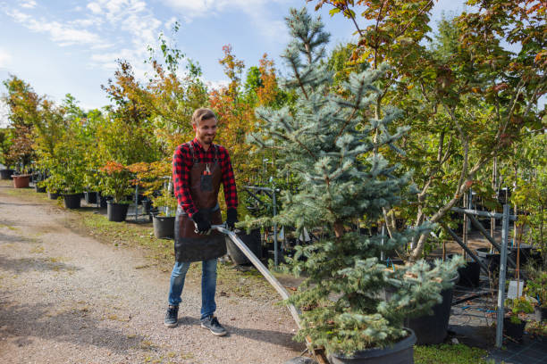 Best Local Tree Services  in Fort Smith, AR